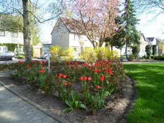Wunderschöne rote Tulpen